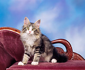 CAT 04 RK0037 08
Maine Coon Kitten