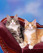 CAT 04 RK0042 05
Maine Coon Kittens