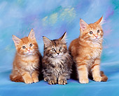 CAT 04 RK0067 01
Maine Coon Kittens