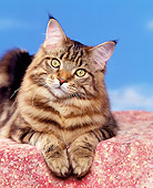 CAT 04 RK0082 06
Close Up Of Brown Maine Coon Cat Laying On Pink Block