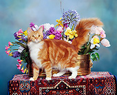 CAT 04 RK0120 04
Red Classic Maine Coon Cat Sitting By Flowers Studio