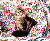 CAT 04 RK0135 01
Maine Coon Cat Sitting On Floral Sheet