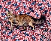 CAT 04 RK0171 02
Profile Shot Of Maine Coon Cat Standing On American Flag Material