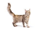 CAT 04 RK0220 01
Maine Coon Blue Silver Mackeral Tabby Female On White Seamless
