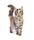CAT 04 RK0222 01
Maine Coon Blue Silver Mackeral Tabby Female On White Seamless