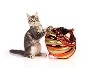 CAT 04 RK0243 01
Maine Coon Blue And Silver Tabby Male With Christmas Ornament White Seamless