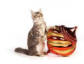 CAT 04 RK0244 01
Maine Coon Blue And Silver Tabby Male With Christmas Ornament White Seamless