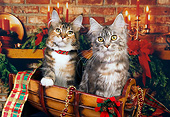 CAT 04 RK0247 01
Maine Coon Brown Patch Tabby And White Female, Silver Patch Tabby And White Female Christmas