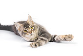 CAT 04 RK0296 02
Maine Coon Blue And Silver Tabby Male Laying On Seamless