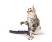 CAT 04 RK0301 01
Maine Coon Blue And Silver Tabby Male Sitting On White Seamless