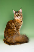 CAT 04 AL0003 01
Portrait Of Maine Coon Brown Tortie Tabby Studio
