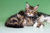 CAT 04 AL0004 01
Portrait Of Maine Coon Tabby Kittens Laying Together Studio