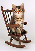 CAT 04 AL0005 01
Maine Coon Kitten Sitting In Rocking Chair
