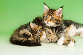 CAT 04 AL0010 01
Maine Coon Tabby Kittens Laying On Seamless Studio