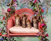 CAT 04 RK0011 03
Maine Coon Kittens Sitting On Swing By Flowers