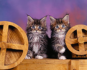 CAT 04 RK0016 07
Maine Coon Kittens Sitting 
By Wooden Wheels Facing Camera Purple Background