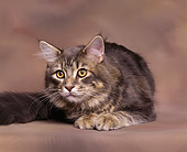 CAT 04 RK0021 06
Classic Tabby Laying Brown Background