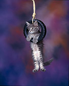 CAT 04 RK0052 07
Maine Coon Kitten Hanging From Tire Mottled Background