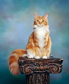CAT 04 RK0123 05
Classic Red Maine Coone Cat Sitting And Facing Camera On Pedestal Green Mottled Background