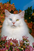 CAT 04 RK0208 25
Odd Eye Maine Coon