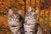 CAT 04 RK0217 01
Maine Coon Blue Mackeral Tabby Male, Blue Silver Mackeral Tabby Female On Chair Trees Background