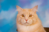 CAT 04 RK0225 01
Maine Coon Cream Tabby Male Head Shot