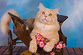 CAT 04 RK0227 01
Maine Coon Cream Tabby Male Laying In Flower Cart