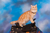 CAT 04 RK0229 01
Maine Coon Cream Tabby Male On Horse Saddle Blue Sky