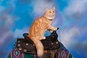 CAT 04 RK0230 01
Maine Coon Cream Tabby Male On Horse Saddle Blue Sky