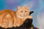 CAT 04 RK0232 01
Maine Coon Cream Tabby Male Laying On Saddle