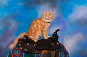 CAT 04 RK0234 01
Maine Coon Cream Tabby Male Sitting On Saddle