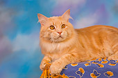 CAT 04 RK0236 01
Maine Coon Cream Tabby Male Laying