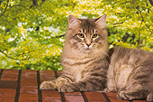 CAT 04 RK0240 01
Maine Coon Blue Mackeral Tabby Male Laying Trees Background
