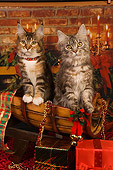 CAT 04 RK0248 01
Maine Coon Brown Patch Tabby And White Female, Silver Patch Tabby And White Female Christmas