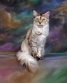 CAT 04 RK0320 03
Maine Coon Silver Mackeral Torbie Sitting Mottled Background