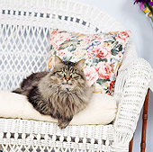 CAT 04 RS0017 01
Portrait Of Maine Coon Cat Laying On Couch