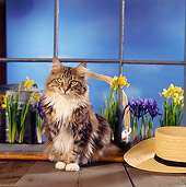 CAT 04 RS0030 02
Portrait Of Maine Coon Cat Sitting By Flowers