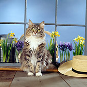 CAT 04 RS0030 03
Portrait Of Maine Coon Cat Sitting By Flowers