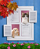 CAT 06 KH0001 01
Tabby Kitten And Lop-Eared Rabbit Looking Out Of Windows In Blue House
