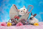CAT 06 RC0001 01
Head Shot Of White Kitten Laying In Wicker Stroller With White And Gray Rabbit Flowers