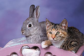 CAT 06 RK0005 02
Calico Kitten And Grey Rabbit Laying Together In Pink Planter Mottled Background