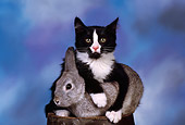 CAT 06 RK0007 02
Black And White Kitten Laying On Top Of Gray Rabbit On Barrel Mottled Background