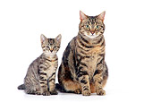 CAT 07 JD0001 01
Torbie Cat And Kitten Sitting On White Seamless
