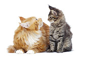 CAT 07 JE0004 01
Maine Coon Adult And Kitten On White Seamless