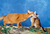 CAT 07 KH0003 01
Somali Cat Licking Kitten On Log In Studio