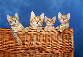 CAT 07 KH0004 01
Bengal Cat And Kittens Peeking Out Of Wicker Basket In Studio