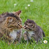 CAT 07 KH0008 01
Portrait Of Tabby Cat And Kitten Sitting Nose To Nose Lawn France