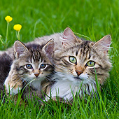 CAT 07 KH0010 01
Portrait Of Tabby Cat And Kitten Laying In Grass And Buttercups France