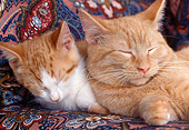 CAT 07 GR0001 01
Red And White Tabby Kitten And Red Tabby Cat Sleeping On Chair