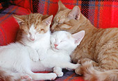 CAT 07 GR0003 01
Red And White Tabby Kittens And Red Tabby Cat Sleeping On Chair